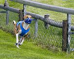 Dogobundi Basenji Th. Ernst (71)